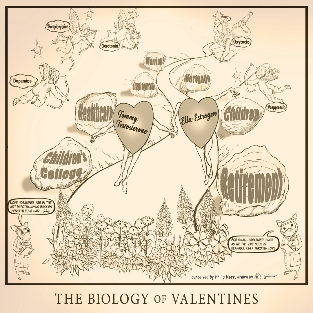 Cartoon: The Biology of Valentines, Panel 4 of 4, Conceived by Phil Ness, drawn by Reeve, 2023.